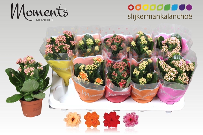 <h4>KAL GE GEM 4 KL</h4>