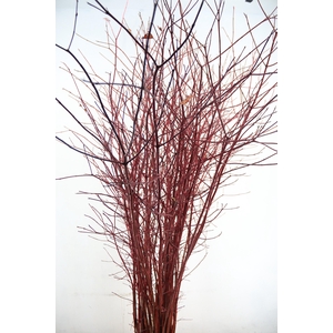 CORNUS ALBA SIBIRICA VERT. 180/200CM