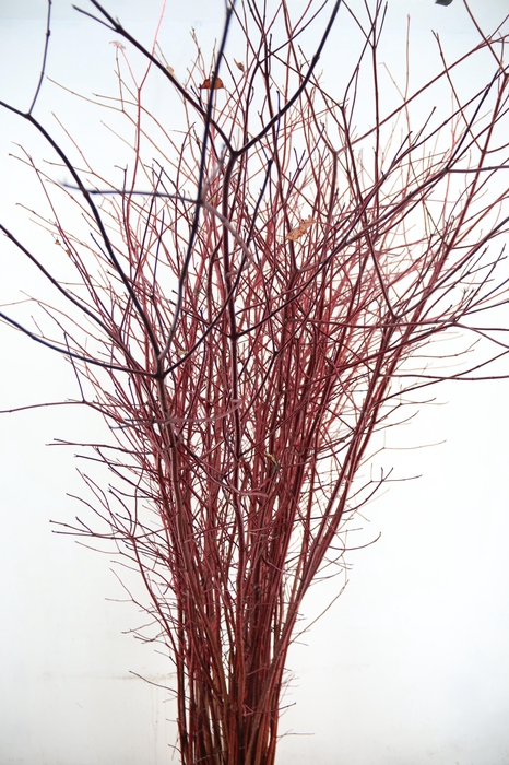 <h4>CORNUS ALBA SIBIRICA VERT. 180/200CM</h4>