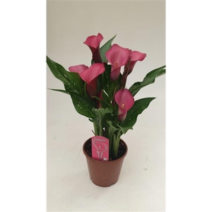 Zantedeschia Zazu