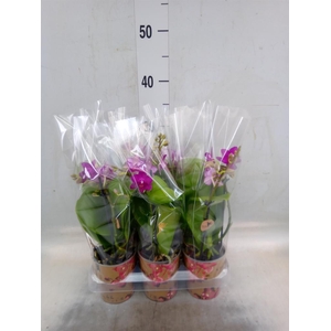 Phalaenopsis multi.   ...lilac