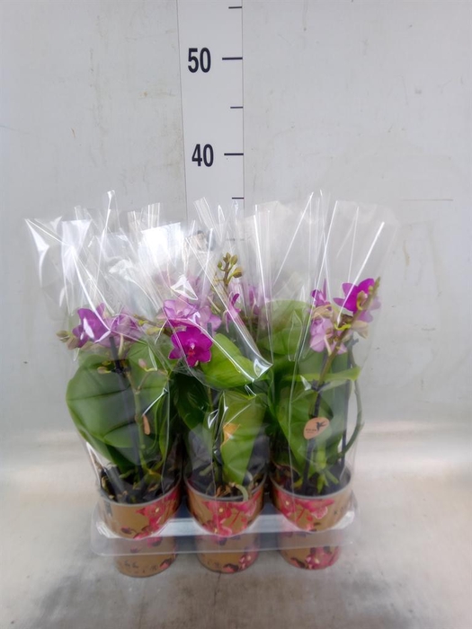 <h4>Phalaenopsis multi.   ...lilac</h4>
