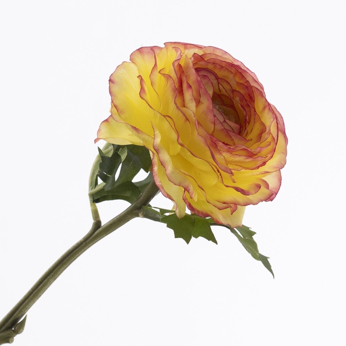 <h4>Ranunculus Yellow Red FL440352YER</h4>