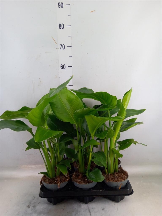 <h4>Strelitzia nicolai</h4>