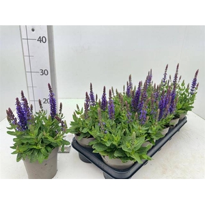 Salvia Ne Se Dp Blue