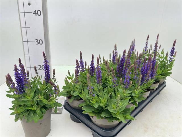 <h4>Salvia Ne Se Dp Blue</h4>