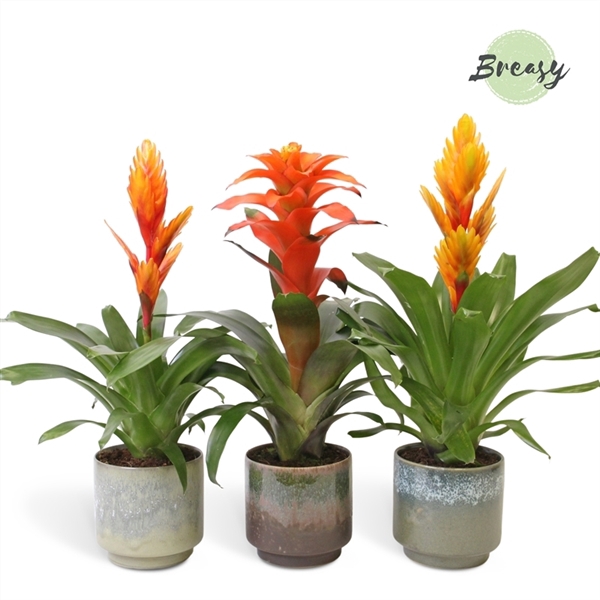 <h4>Bromelia variés</h4>