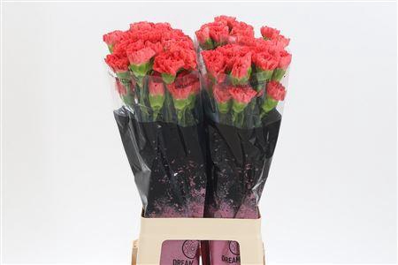 <h4>Di St Caroline</h4>