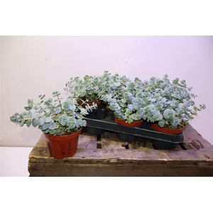 Sedum Sieboldii