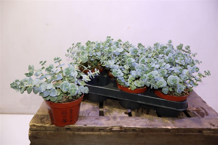 <h4>Sedum Sieboldii</h4>
