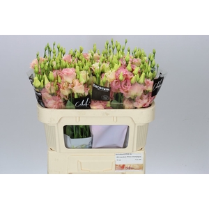 Eust En Botanic Apricot