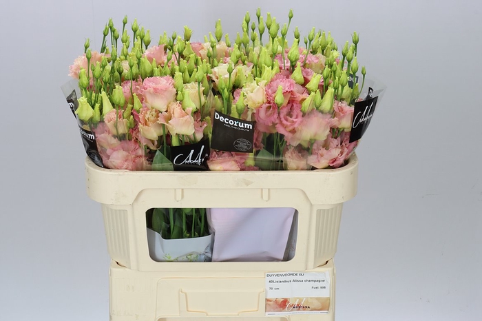 <h4>Eust En Botanic Apricot</h4>