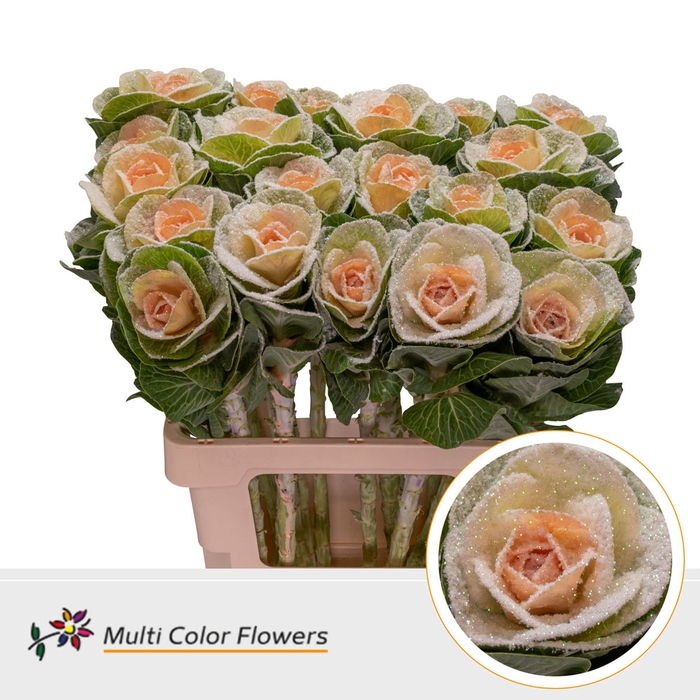 <h4>Brassica MarshM Apricot</h4>