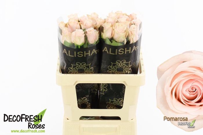 <h4>R Gr Pomarosa</h4>