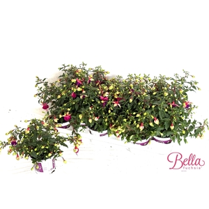 FUCHSIA B F GEORGIA