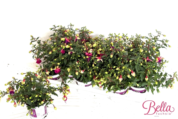 <h4>FUCHSIA B F GEORGIA</h4>