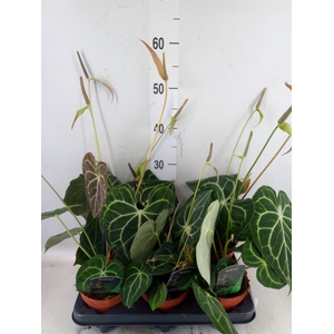 Anthurium clarinervium