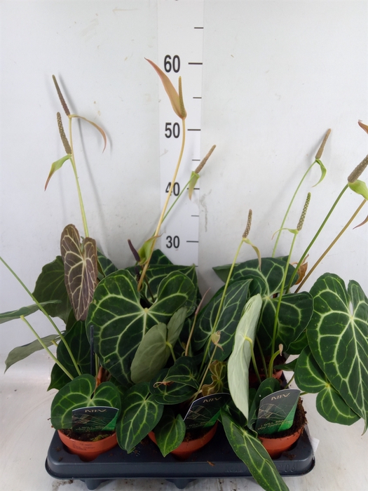 <h4>Anthurium clarinervium</h4>