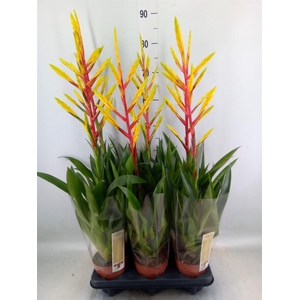 Tillandsia  'Luminosa'