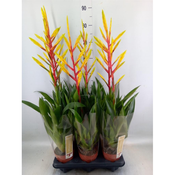 <h4>Tillandsia  'Luminosa'</h4>