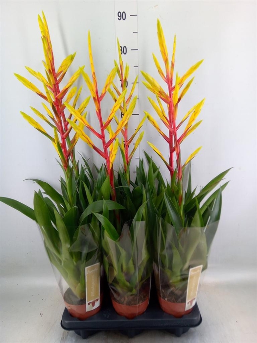 <h4>Tillandsia  'Luminosa'</h4>