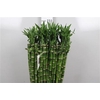 Drac Lucky Bamboo 090cm