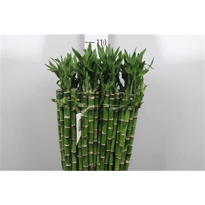 Drac Lucky Bamboo 090cm
