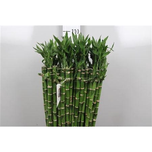 Drac Lucky Bamboo Straight 090cm