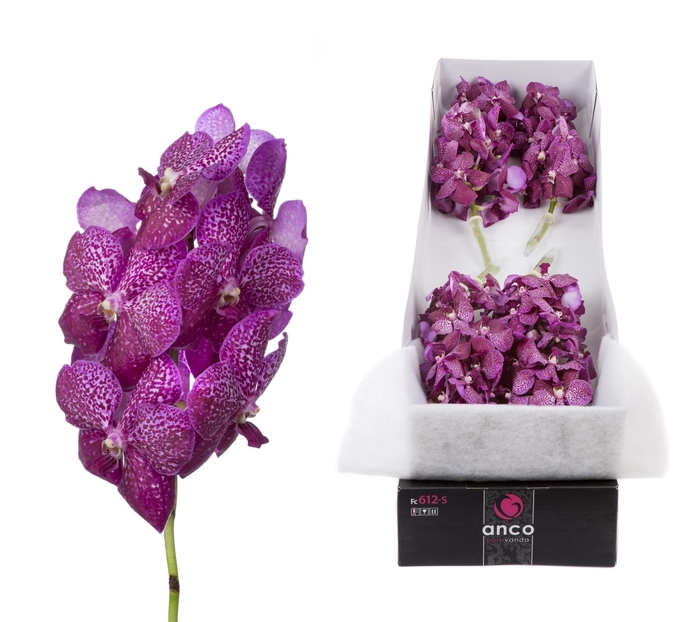 <h4>Vanda Magenta Glitter x10</h4>