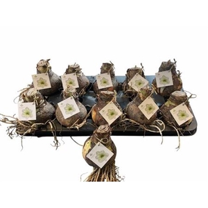 Bloembol Hippeastrum