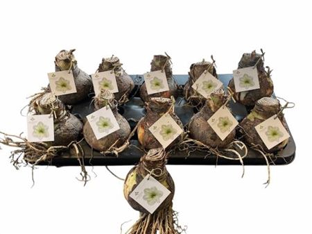 <h4>Bloembol Hippeastrum</h4>