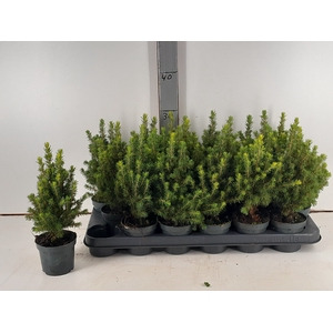 PICEA GL CONICA