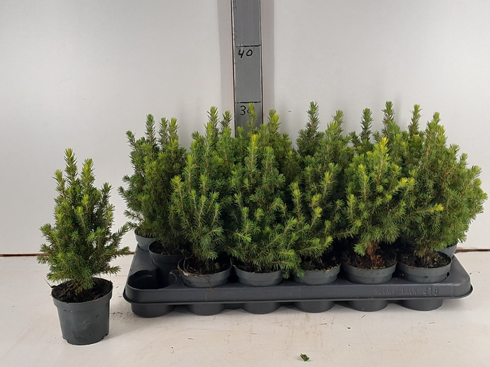 <h4>PICEA GL CONICA</h4>