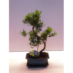 Podocarpus macrophyllus, 20cm., shape, with drip tray
