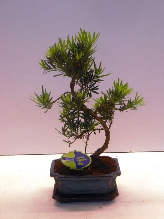 <h4>Podocarpus macrophyllus, 20cm., shape, with drip tray</h4>