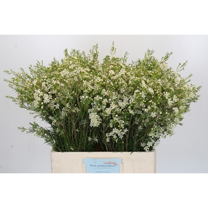 Chamelaucium Ofir