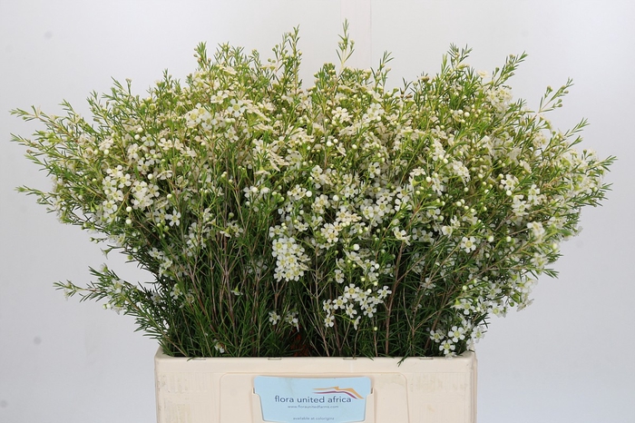 Chamelaucium Ofir