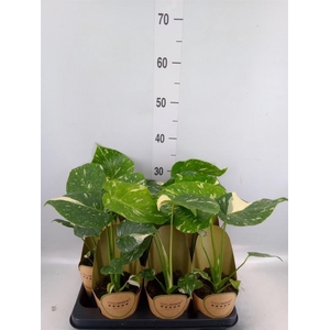 Monstera delic. 'Thai Constellatio'