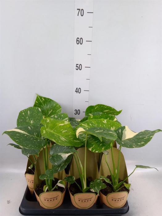<h4>Monstera delic. 'Thai Constellatio'</h4>