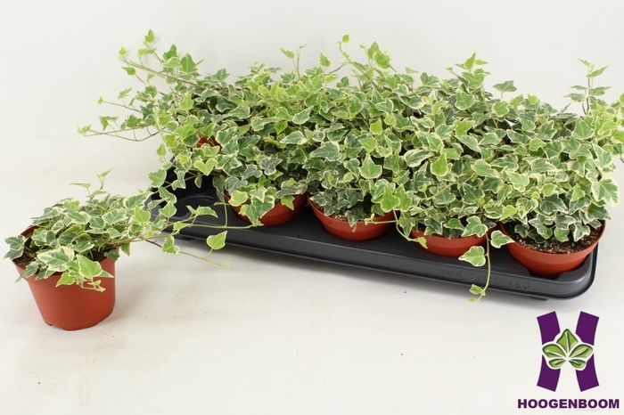 <h4>HED HE WHITE WONDER</h4>