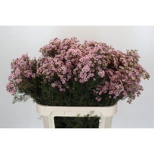 Chamelaucium Jupiter Solar