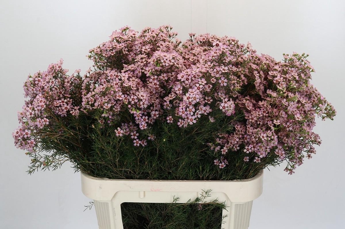 <h4>Chamelaucium Jupiter Solar</h4>