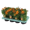 Osteospermum Orange Flare Decorum