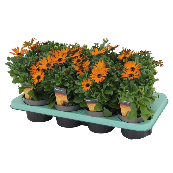 Osteospermum Orange Flare Decorum