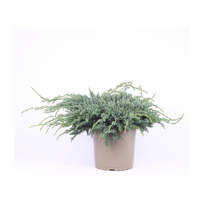 <h4>Juniperus squamata 'Blue Carpet'</h4>