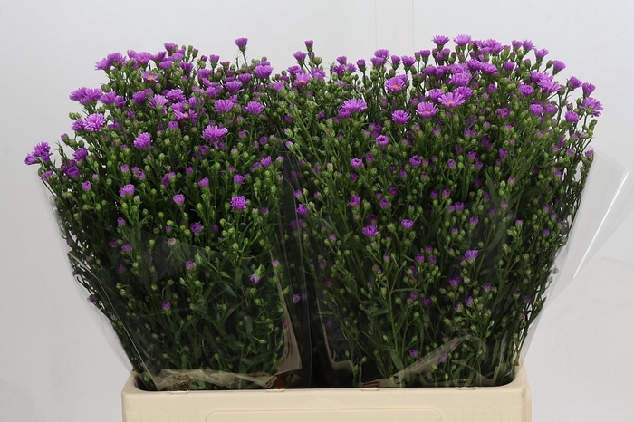 <h4>Aster Casarosa</h4>