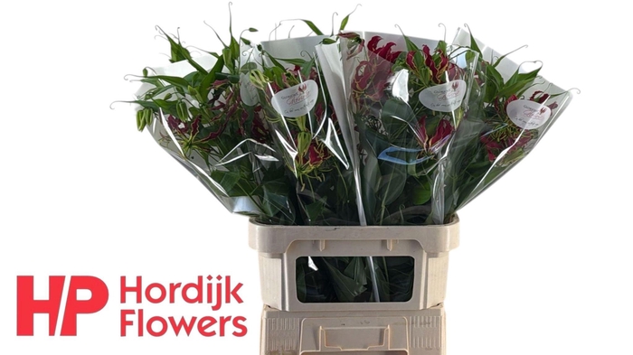 <h4>GLORIOSA ROTHSCHILD</h4>