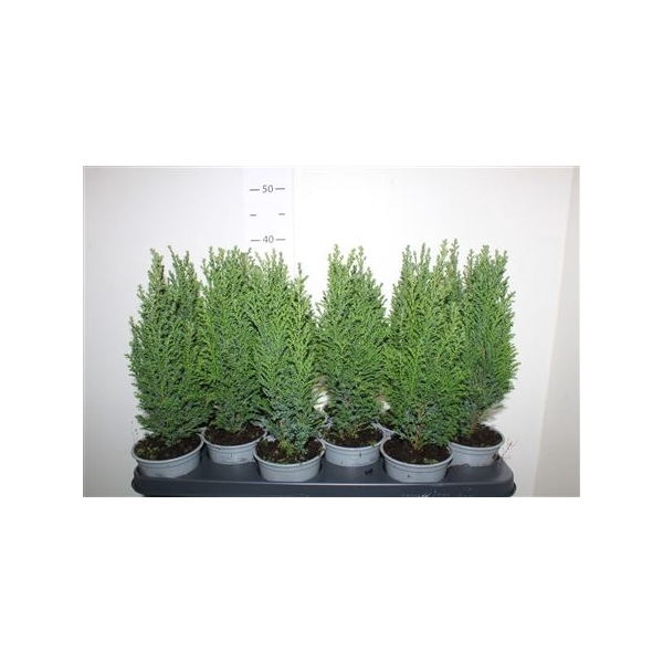 <h4>Chamaecyparis Lawsoniana 'ellwoodii'</h4>