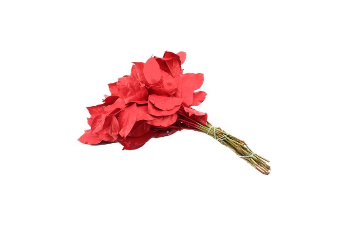 <h4>Salal Tip Gev. Rood</h4>