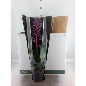 Aechmea  'Blue Rain'